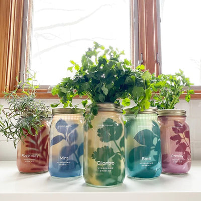 Garden Jars- Herbs
