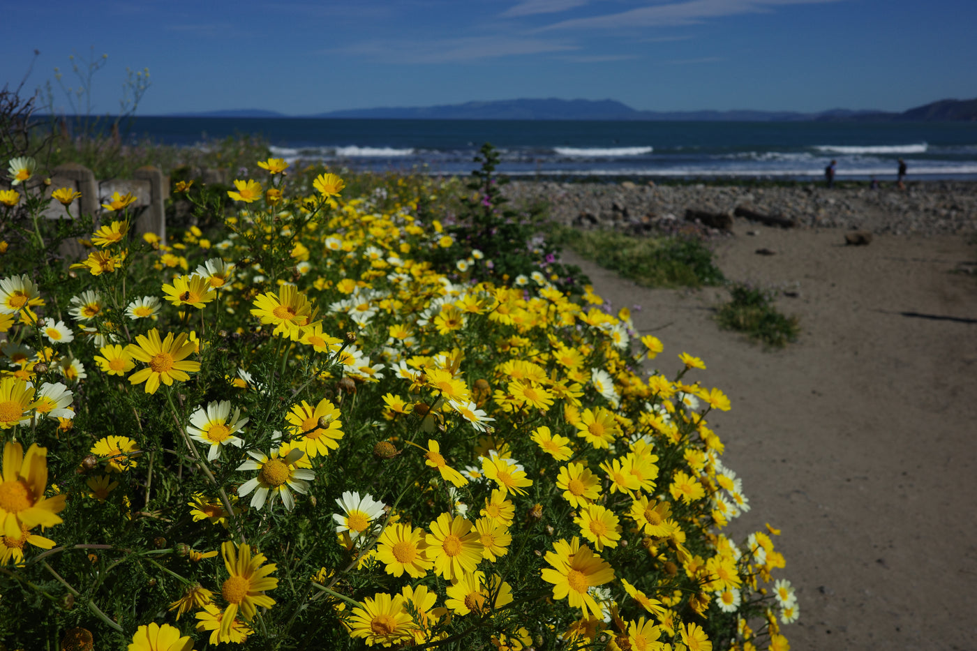 Summer Sunset Sessions - Surf Meet Up - Pacifica Members – Traveler ...